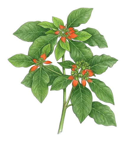 Euphorbia cyathophora