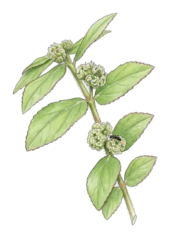 Euphorbia hirta