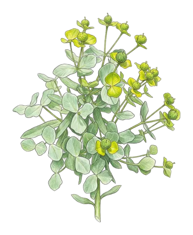 Euphorbia macrocarpa