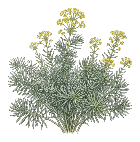Euphorbia saratoi