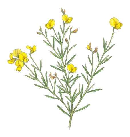 Argyrolobium crotalarioides