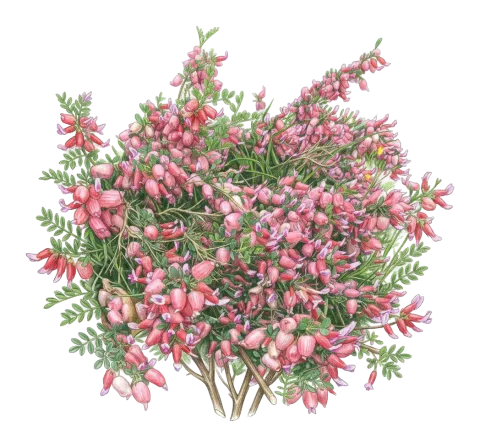 Astragalus bruguieri