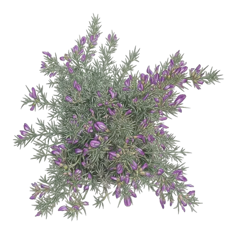 هەنگەونە کاردوکی