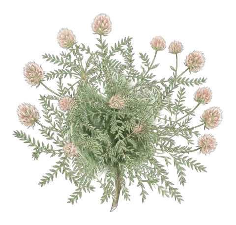 Astragalus cephalotes