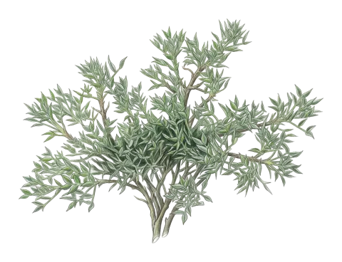 Astragalus diphtherites