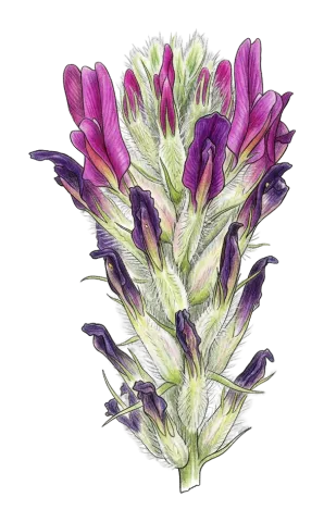 Astragalus entomophyllus
