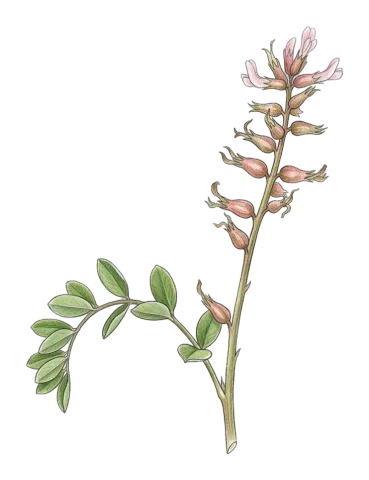 Astragalus gillettii