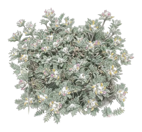 Astragalus gossypinus