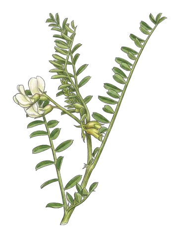 Astragalus guttatus