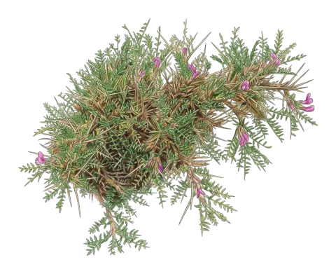Astragalus leiophyllus