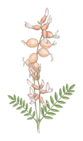 Astragalus naghadehensis