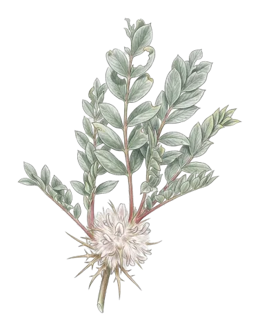 Astragalus octopus