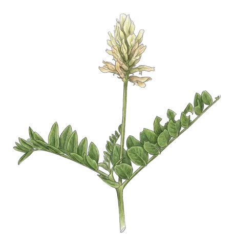 Astragalus pseudofragrans