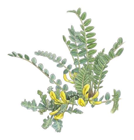 Astragalus rawianus