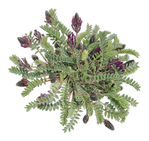 Astragalus sarae