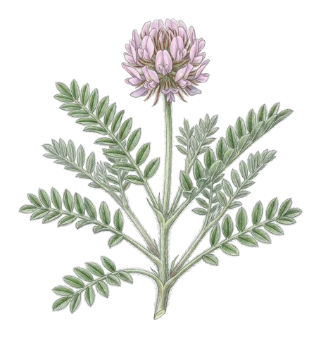 Astragalus sphaeranthus