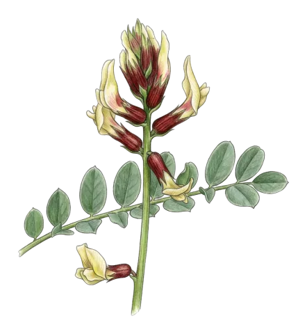 Astragalus suberosus