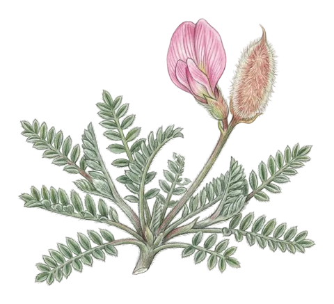 Astragalus tortuosus