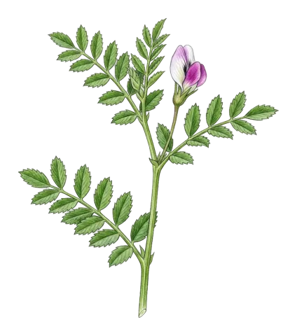 نۆک، نۆهک، نۆخک، نووک، نۆخۆ، نۆخۆ، نەها، نخۆ، نۆخوت، نۆبە، نەهەی