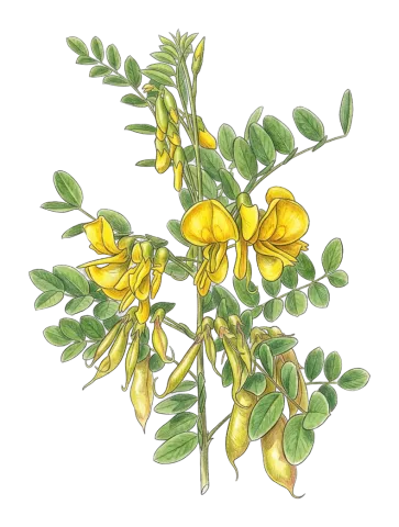 Colutea cilicica