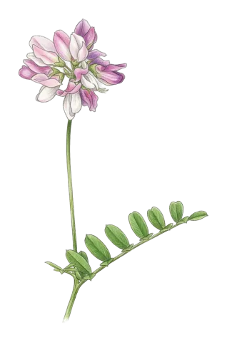 Coronilla varia