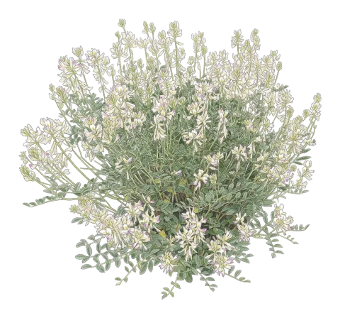 Hedysarum syriacum