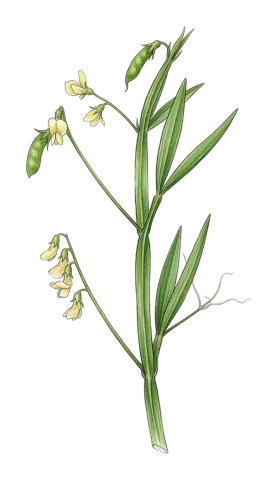 Lathyrus annuus