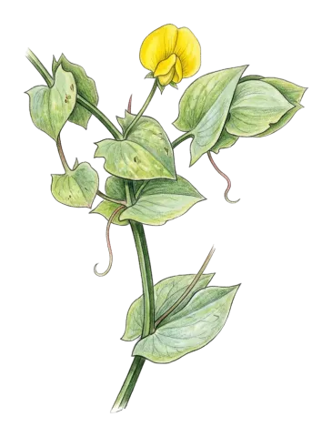کەلکە زەردە، پۆلکە زەردیلە