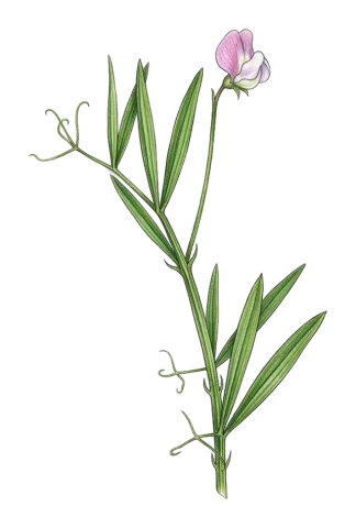 Lathyrus cassius