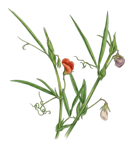 Lathyrus cicera
