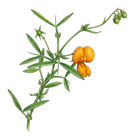 Lathyrus gorgoni