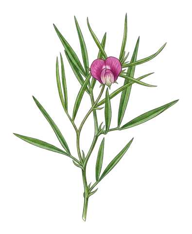 Lathyrus vinealis