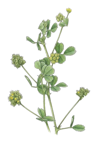 Medicago coronata