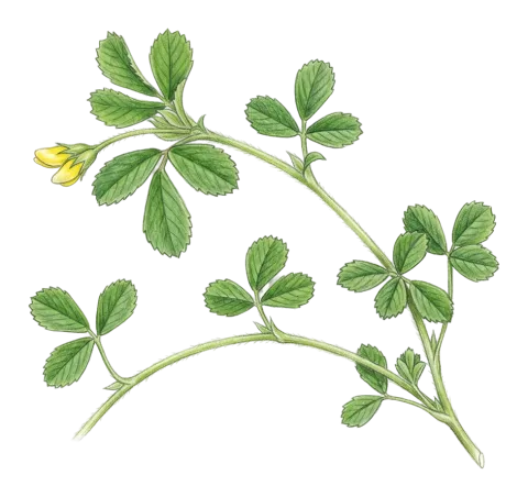 قونجریکة-عقرة