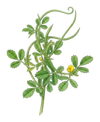 Medicago monantha