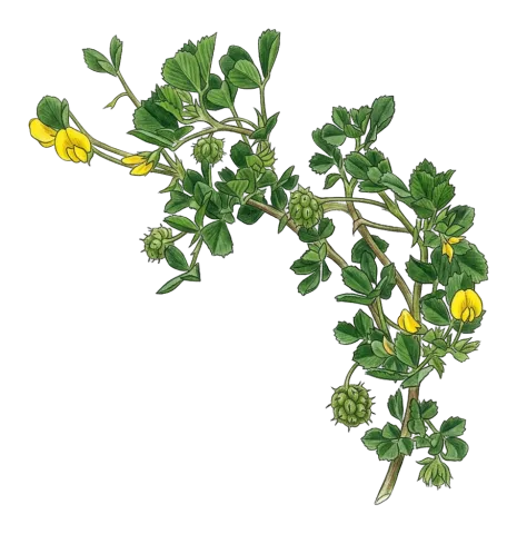 Medicago rigiduloides