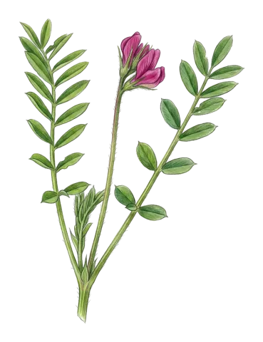 Onobrychis caput-galli