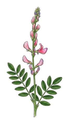 Onobrychis kotschyana
