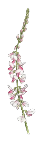 خاشە شاهویی