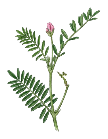 خاشە سەولی
