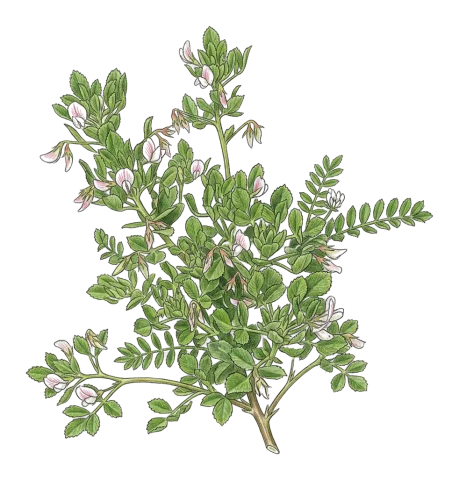 Ononis biflora