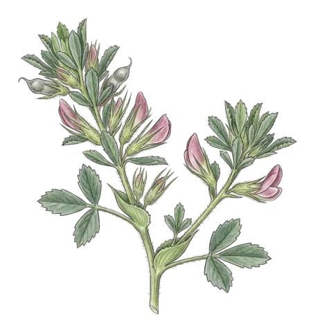 Ononis reclinata