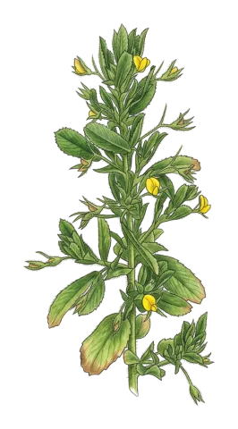 Ononis viscosa