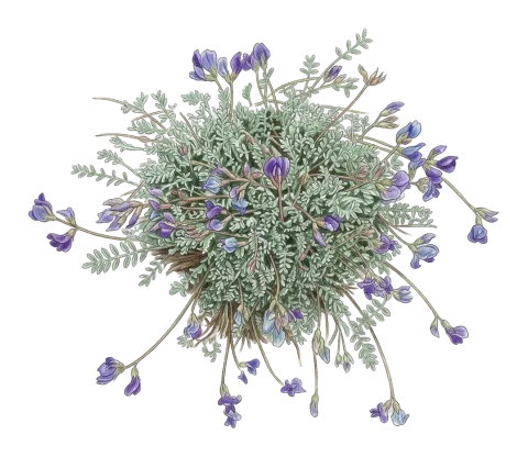 Oxytropis persica