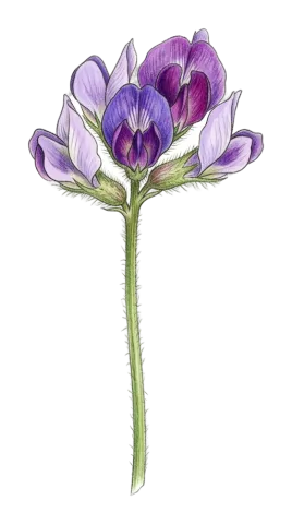 Oxytropis savellanica