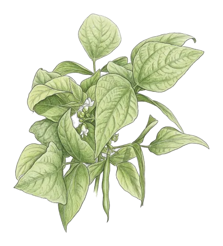 Phaseolus vulgaris