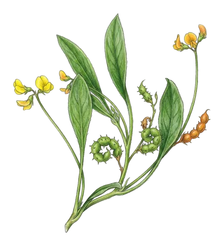 مێزرۆک، کلک دووپشکە