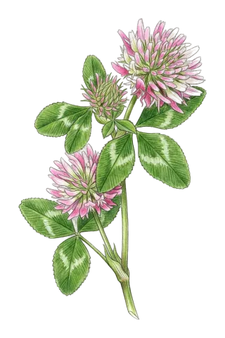 Trifolium ambiguum