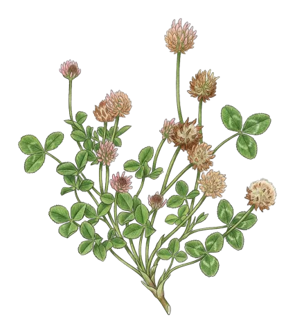 Trifolium fragiferum