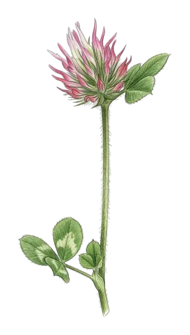Trifolium hirtum
